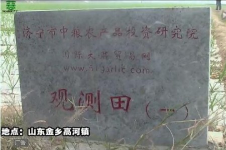 2015年金鄉(xiāng)觀測(cè)田新蒜長(zhǎng)勢(shì)記錄—“老石說(shuō)市”第十六期 (4601播放)