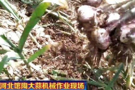 館陶大蒜機械化收獲  促蒜農(nóng)增收　【拍客：館陶強哥】 ()