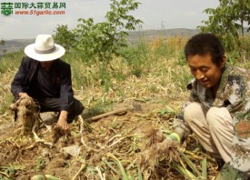 天水市梁山鎮(zhèn)大蒜試種成功 ()