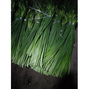 江蘇射陽(yáng)白皮苔蒜價(jià)格