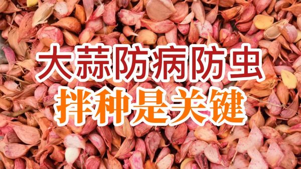 大蒜防病防蟲(chóng)、拌種是關(guān)鍵 (741播放)