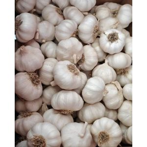 大蒜加工、出口 Garlic Exporter