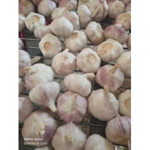 大蒜加工、出口 Garlic Exporter